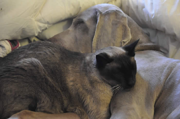 Cody (cat) and Justin (dog) - 110421-05